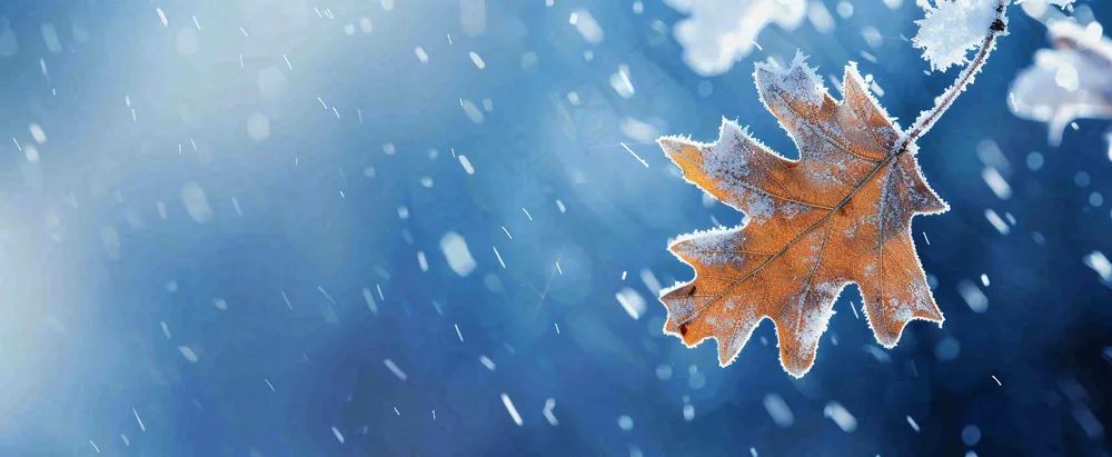 冬季大雪植物叶子上的雪花霜降小寒小雪大雪摄影图