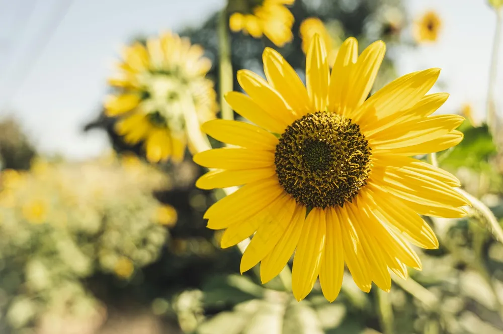 夏日阳光下的金黄向日葵