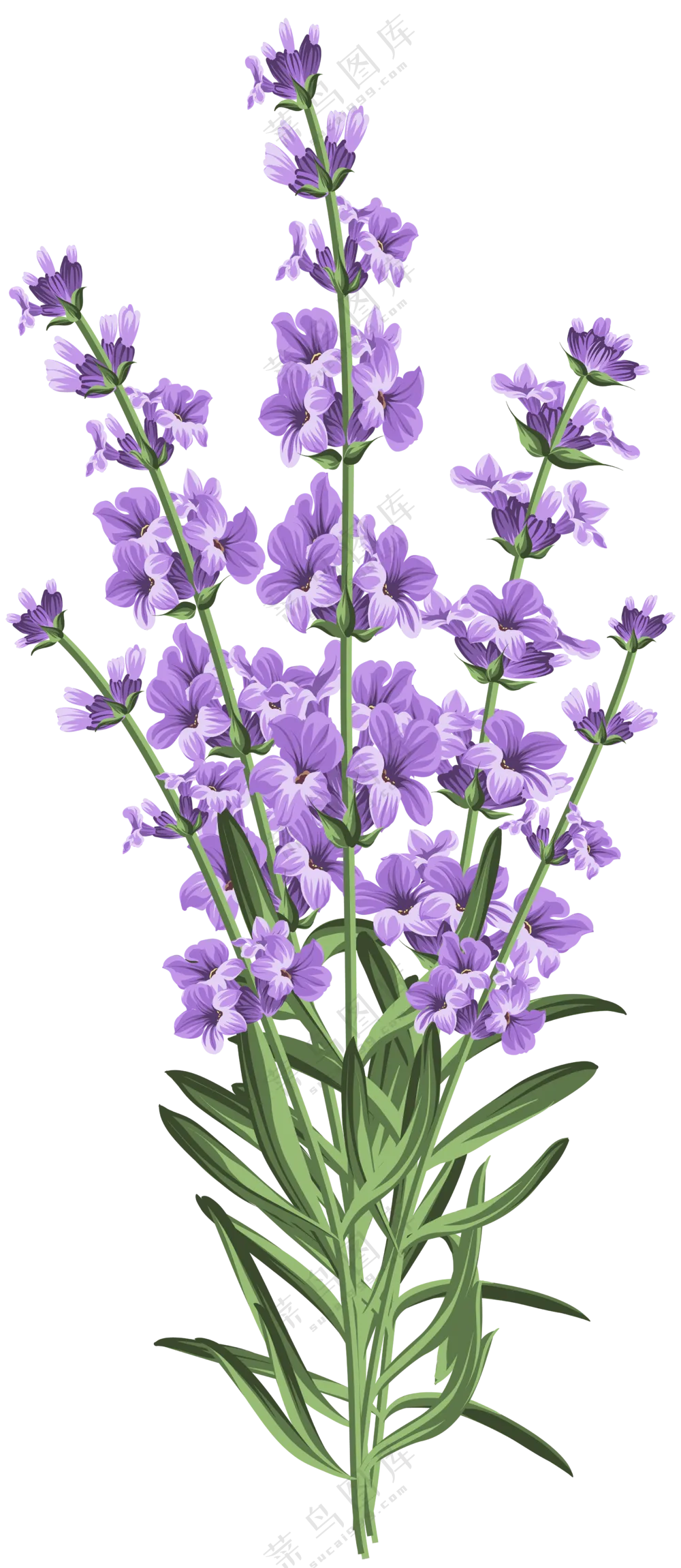 手绘风紫色薰衣草花卉植物免抠图片