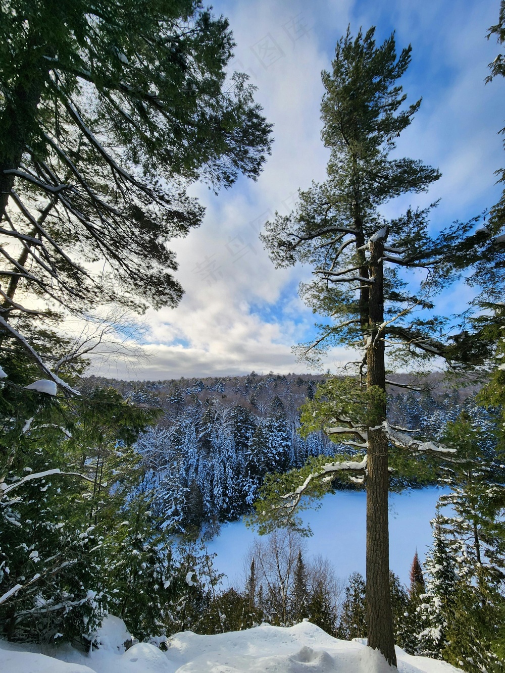 雪覆松林清新景 宁静蓝白桌面画