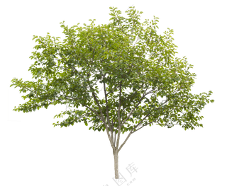 PNG免扣植物树木