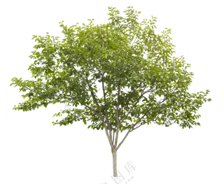 PNG免扣植物树木