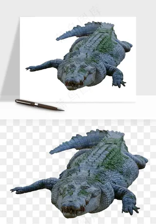 鳄鱼动物png免抠