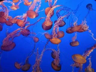 蓝色水域中的水母舞动