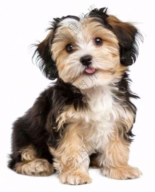 可爱小狗萌宠宠物动物免抠