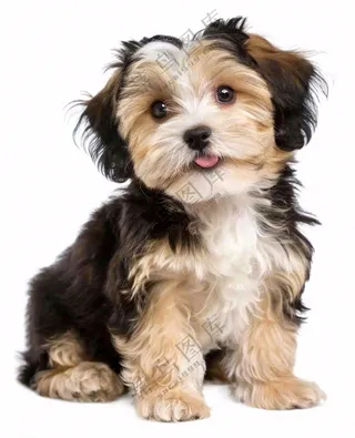 可爱小狗萌宠宠物动物免抠