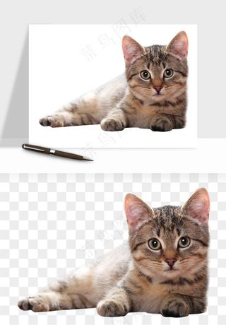 猫咪喵星人狗狗宠物元素png免抠