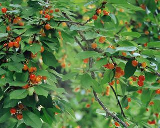 新鲜水果摄影图片 (31)