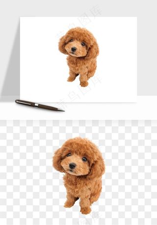 猫咪喵星人狗狗宠物元素png免抠