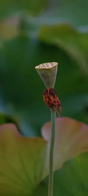 莲蓬亭亭而立