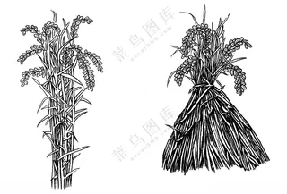 手绘水稻  稻米 丰收 大米版画黑白画