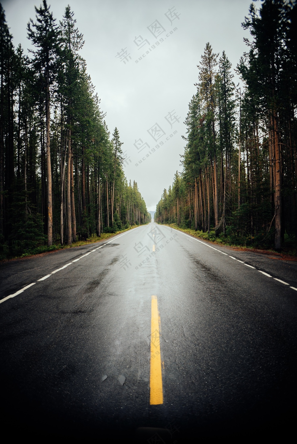 雨后的森林公路