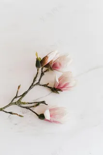 温柔的春日花语