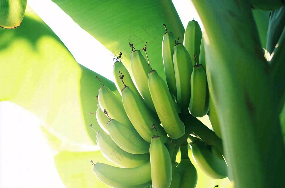 香蕉树芭蕉叶青香蕉水果摄影图