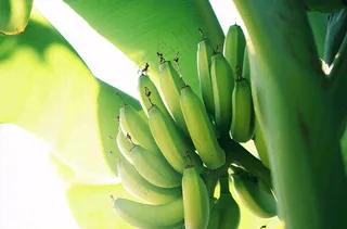 香蕉树芭蕉叶青香蕉水果摄影图