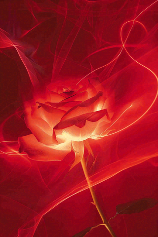 红色玫瑰花鲜花光线插画背景