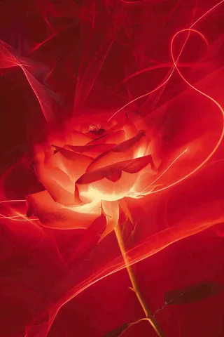 红色玫瑰花鲜花光线插画背景