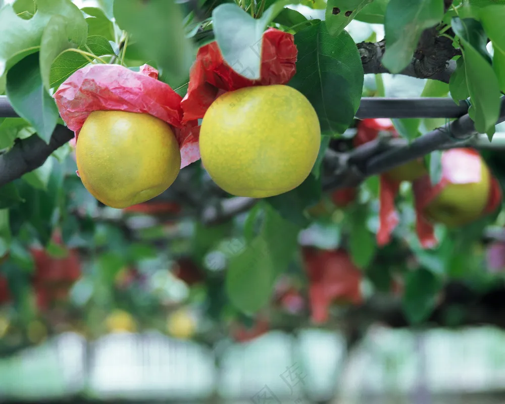 苹果树图片 (7)