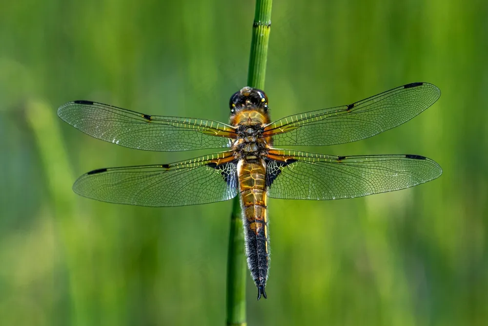 翠绿草丛中的细长舞者