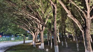 下班路上的树