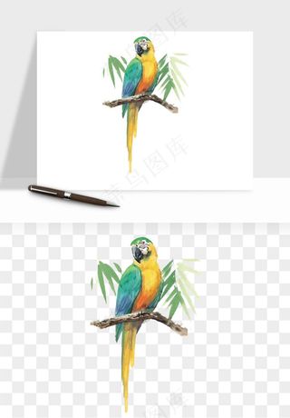 鹦鹉八哥鸟宠物png免抠
