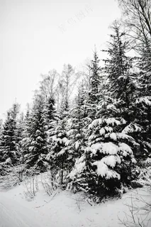 雪后的松林静谧。