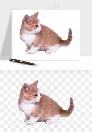 猫咪喵星人狗狗宠物元素png免抠