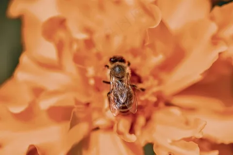 蜜蜂花间采蜜图-自然生态摄影