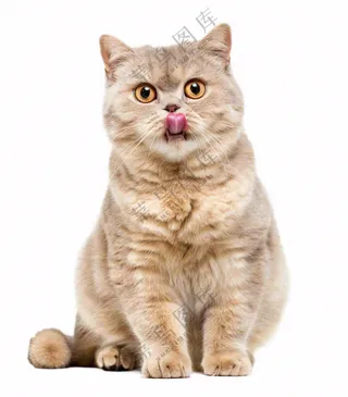 可爱小猫萌宠宠物动物免抠