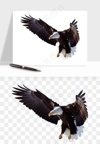 老鹰雄鹰展翅png免抠