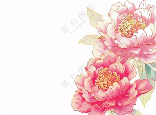 国花牡丹鲜艳花朵植物插画免抠