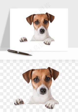 猫咪喵星人狗狗宠物元素png免抠