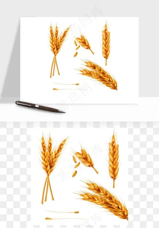 手绘麦穗稻穗麦秆矢量png免抠