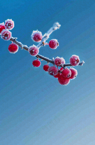 冬天白霜覆盖的红色覆盆子寒冷霜降摄影图