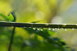 雨后植物小清新摄影图片