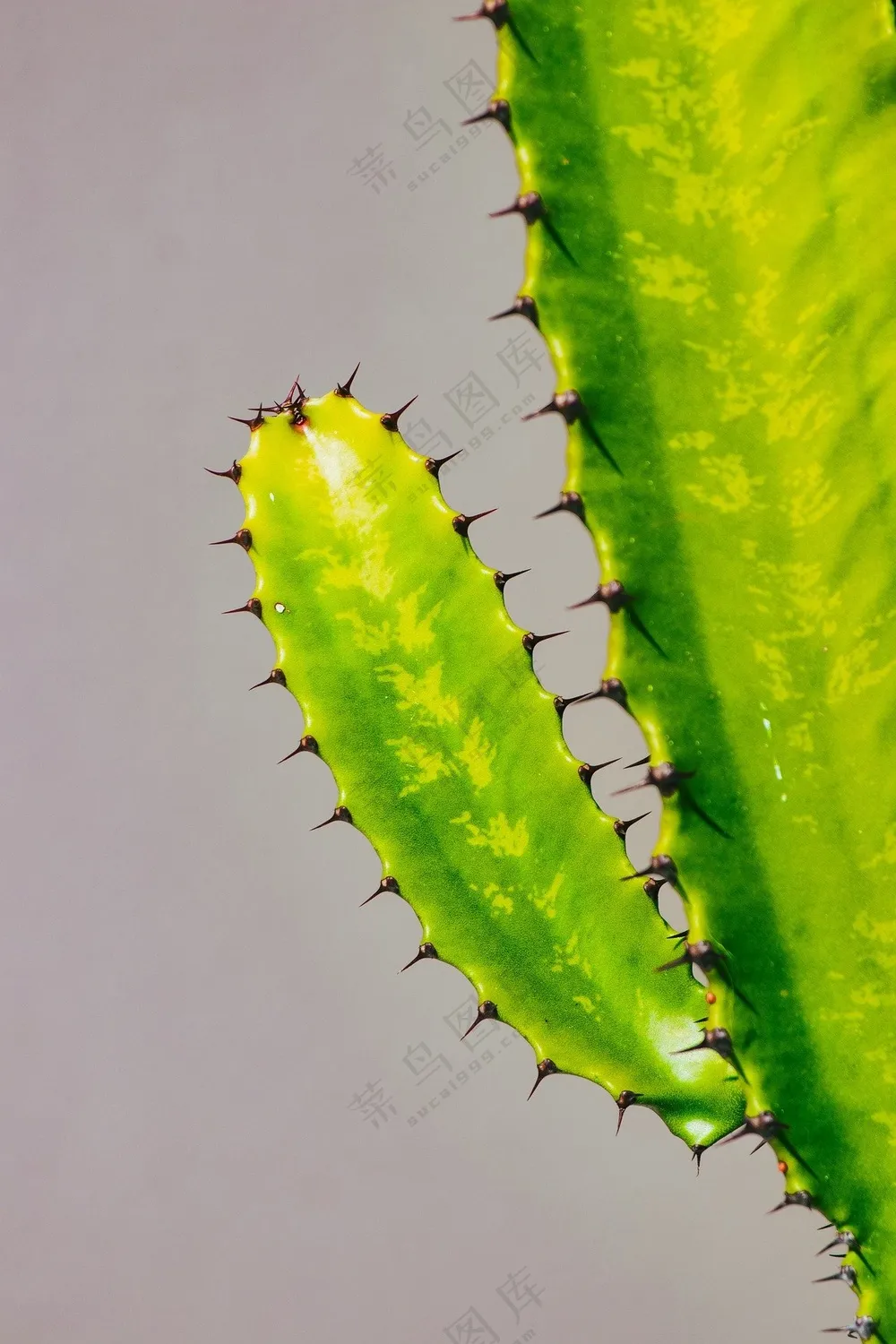 绿色多汁带刺仙人掌摄影图片