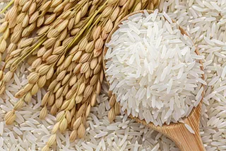 世界粮食日谷物米饭稻谷小麦摄影图