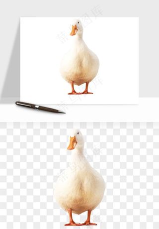 鸭子小鸭png免抠