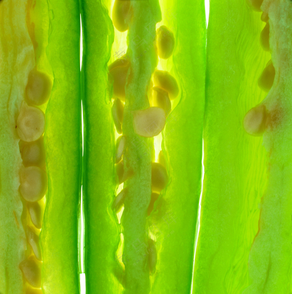 蔬菜切面图片 (14)