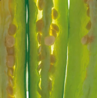 蔬菜切面图片 (14)