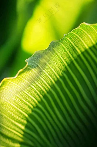 香蕉树芭蕉叶绿色植物摄影图