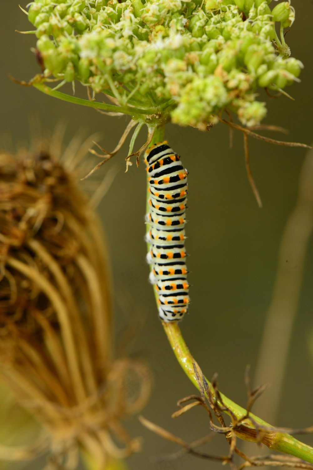翠绿花间游丝舞