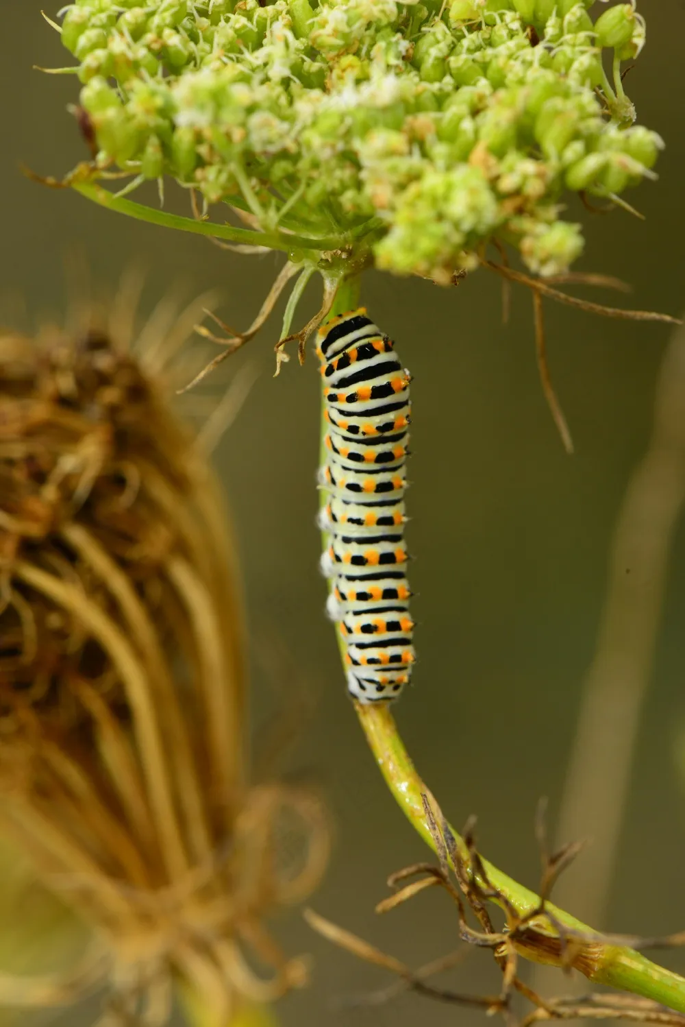 翠绿花间游丝舞
