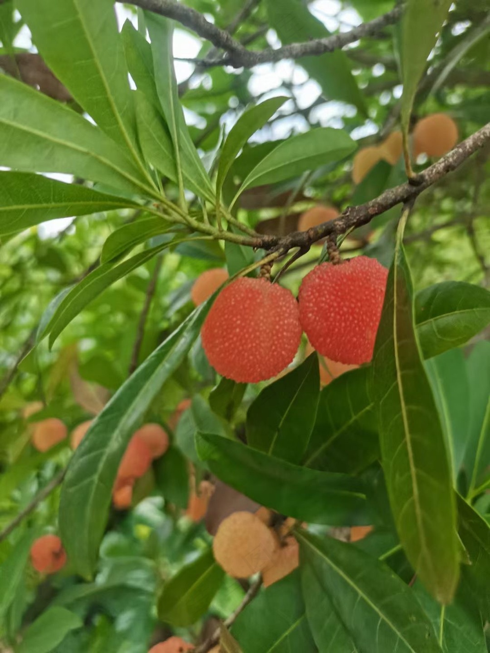 杨梅图片白杨梅