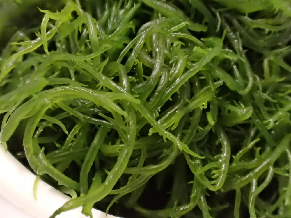 食用海菜 海草