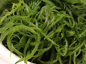 食用海菜 海草