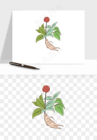 人参养生药材png免抠