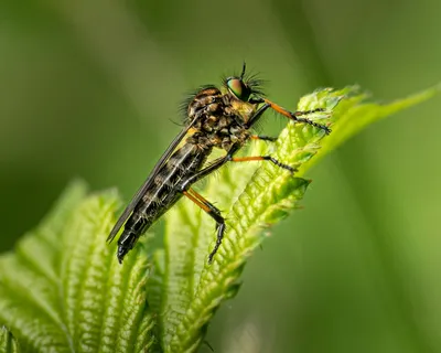 翠叶上的细腰昆虫