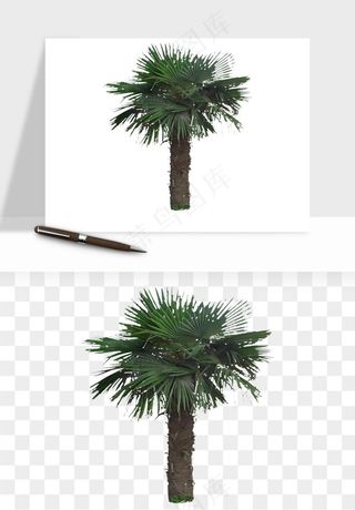 棕榈树椰树png免抠