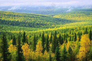 秋天立秋森林大自然风景摄影图